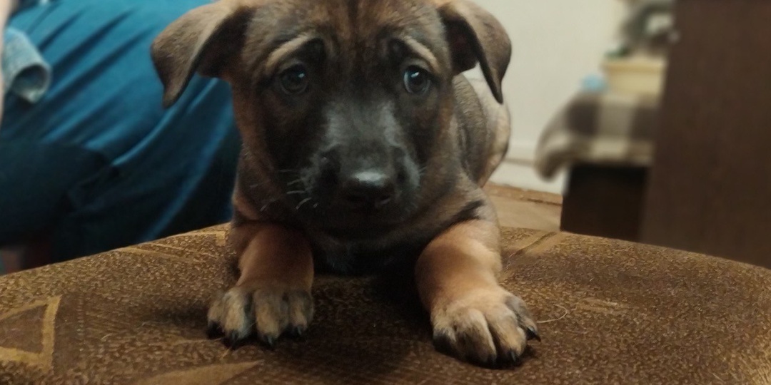 Веселый квартет пушистых хвостов