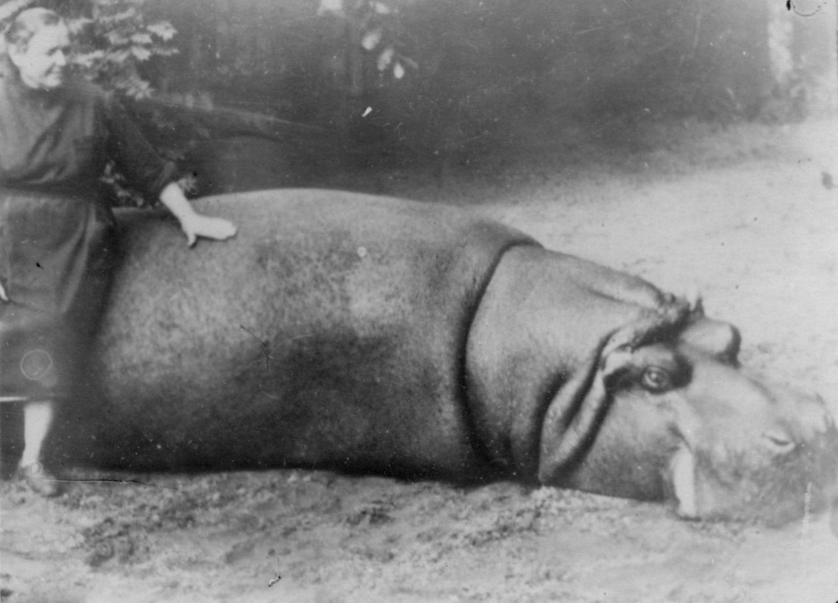 Фото из архива Ленинградского зоопарка. Взято с сайта takiedela.ru