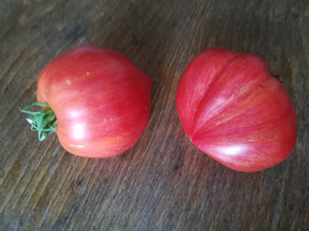 Помидор не подписан и уже не вспомнить: это "Сердце красного дракона" или "Дробленое сердце"?