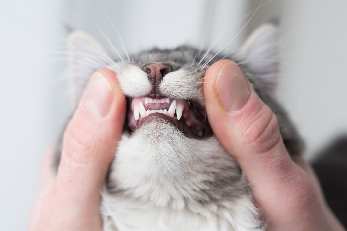 Сколько зубов у кошек