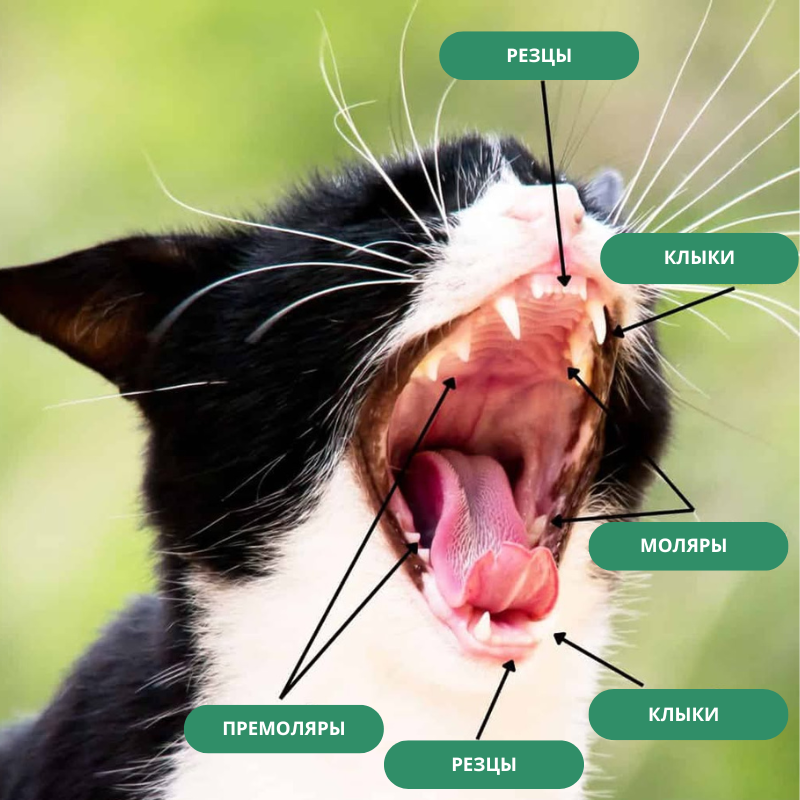 Зубы у кошки 