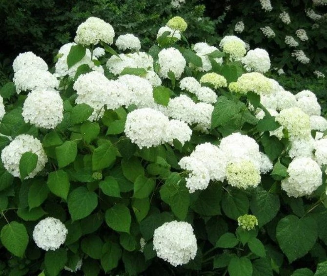 Hydrangea arborescens grandiflora - один из немногих действительно крупных сортов древовидной гортензии