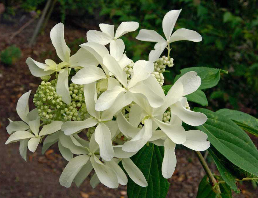 Hydrangea paniculata Great Star