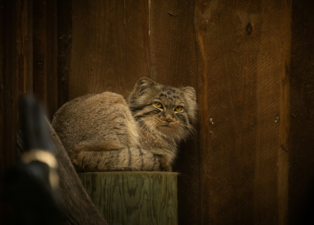 Photo by <a href="https://unsplash.com/@jecqan?utm_content=creditCopyText&utm_medium=referral&utm_source=unsplash">Jevgeni Fil</a> on <a href="https://unsplash.com/photos/a-cat-sitting-on-a-wooden-surface-iYAhwFaWF04?utm_content=creditCopyText&utm_medium=referral&utm_source=unsplash">Unsplash</a>
      