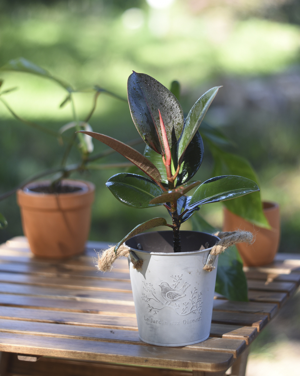 Фикус каучуконосный (Ficus elastica).  Фото: Inviridis