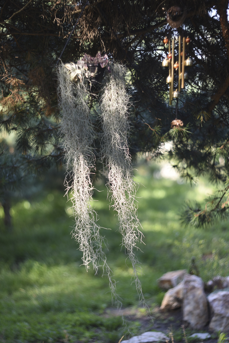 Тилла́ндсия уснееви́дная. Фото: Inviridis