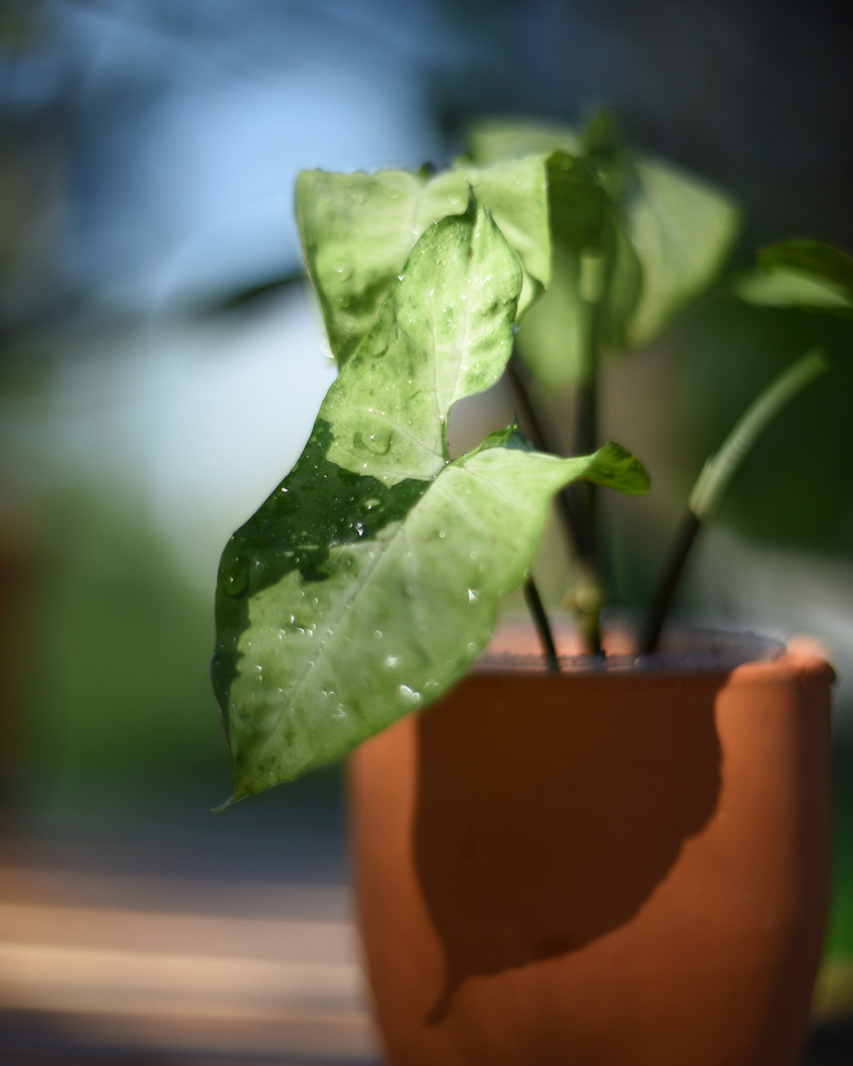 Сингониум подофиллум. Фото: Inviridis