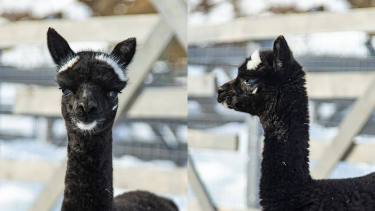 коллаж: Telegram/Парк альпак ПАЧА МАМА Сочи Роза Хутор  📷
