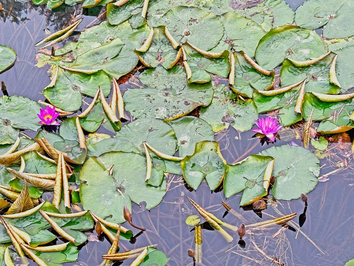 Водяные лилии Хевиза. Фото автора