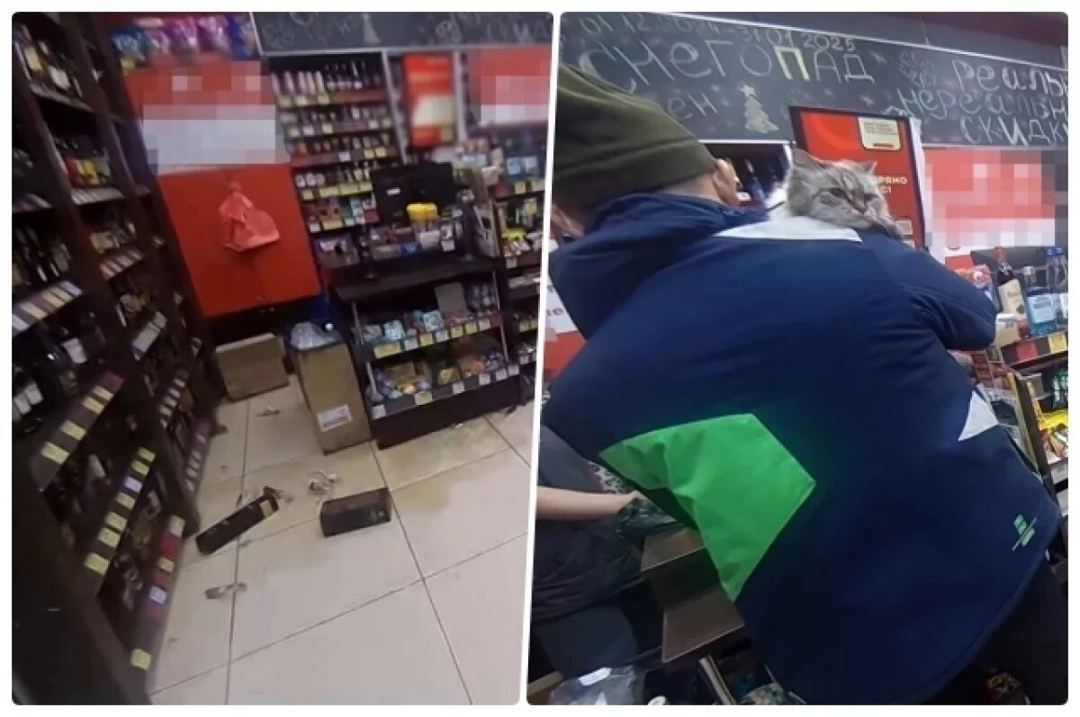    Новосибирец пришёл в алкомаркет с котом — пушистый разбил бутылок на 4 тыс