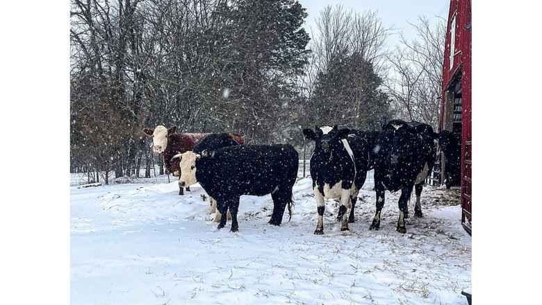 Источник: The Dodo