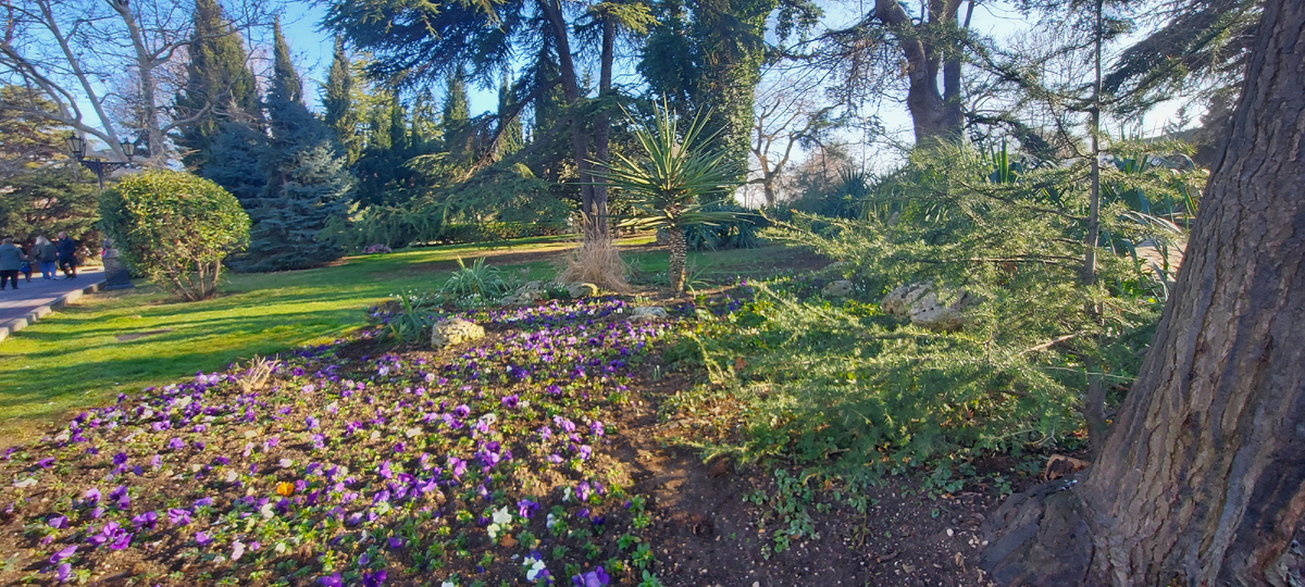 26 января 2025 г. В Севастополе солнечно и тепло, уже высадили цветы.