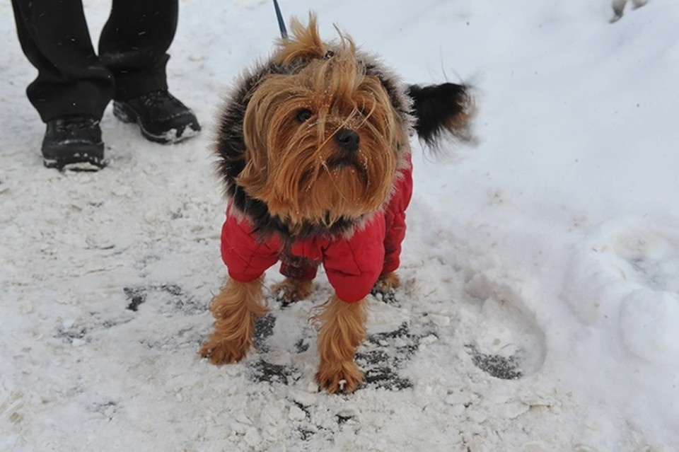    Унесенного ветром в Норильске песика Тошку нашли в пяти километрах от дома. Иван ВИСЛОВ