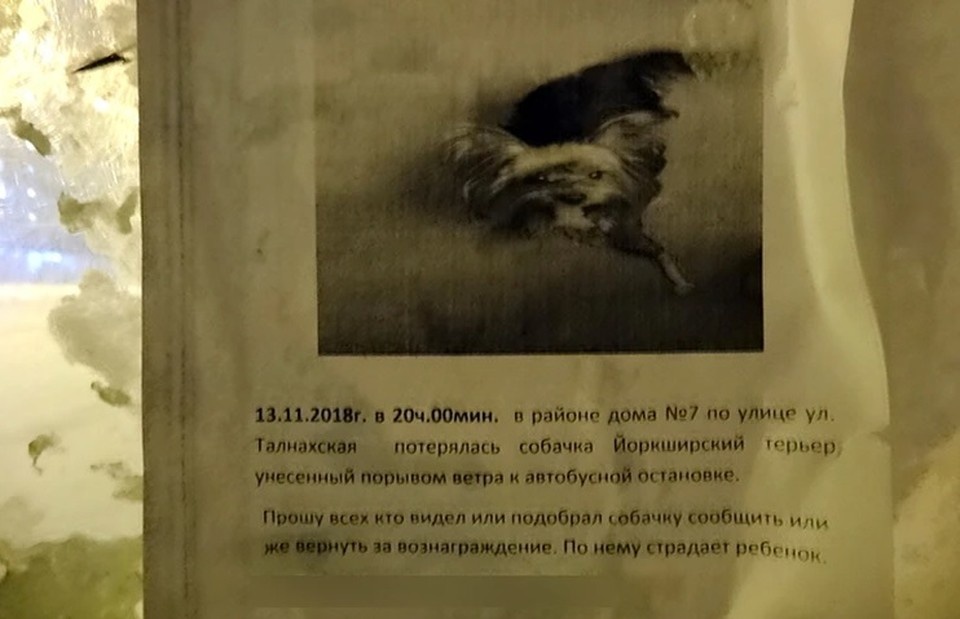    В тот же день хозяин оклеил всю округу объявлениями. Фото: соцсети.