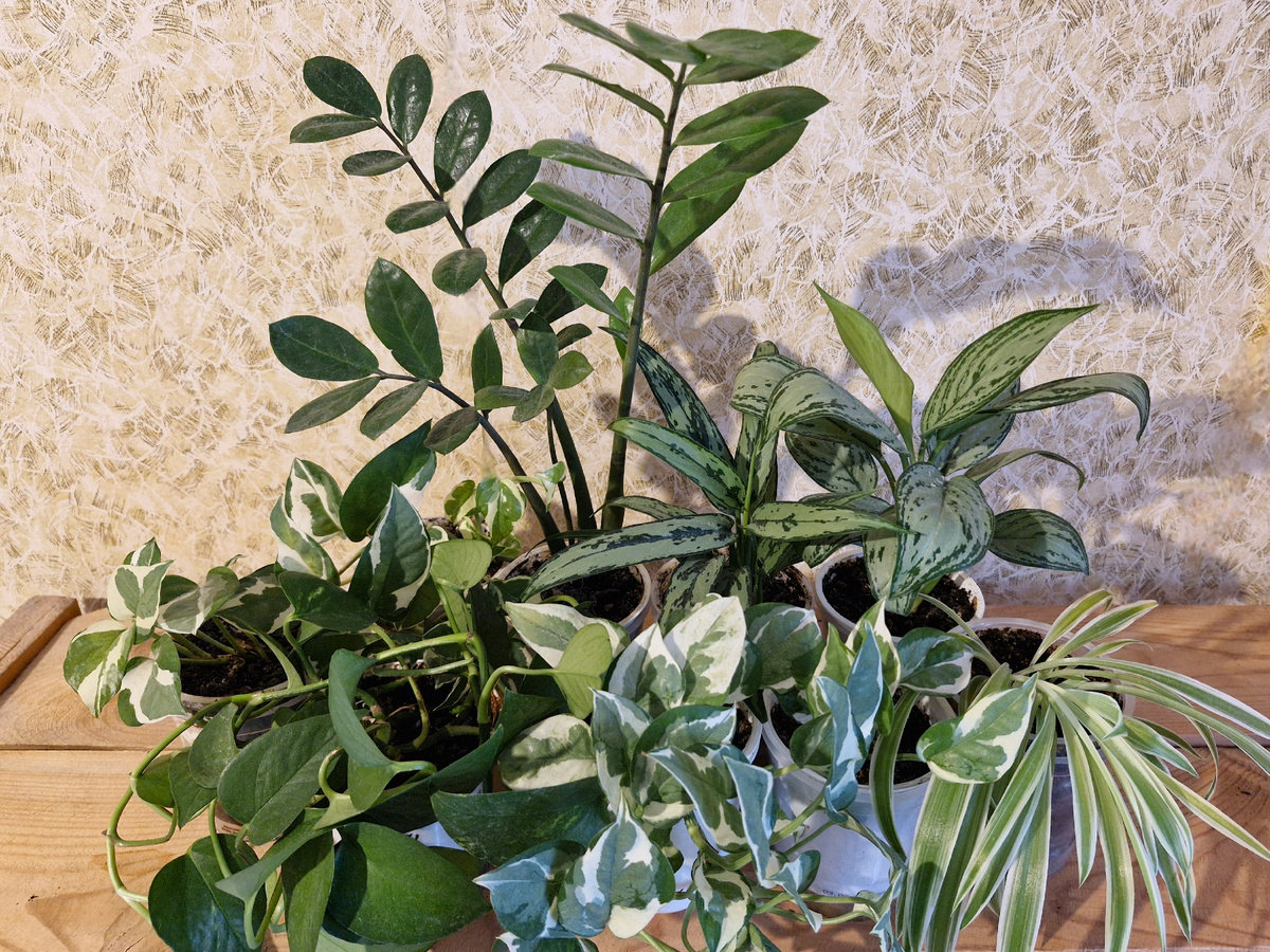 Мои выжившие