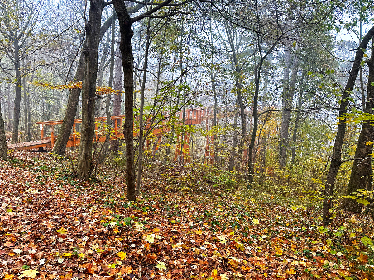 Экотропа уходит в туман. Фото автора