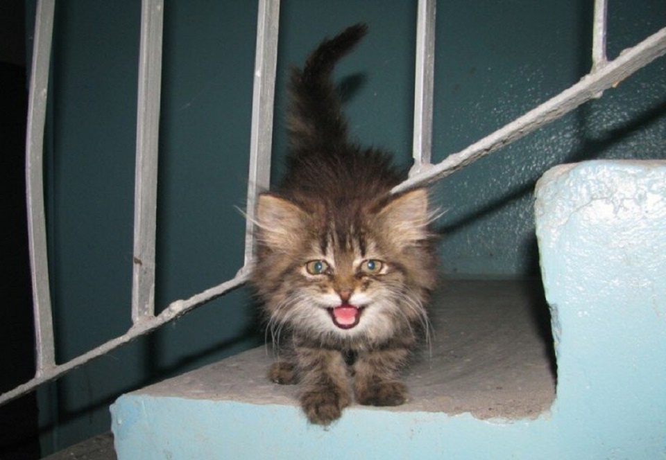 К сожалению, подобные ситуации часто происходят с котятами и кошками. Этому малышу тоже не повезло остаться на лестничной клетке