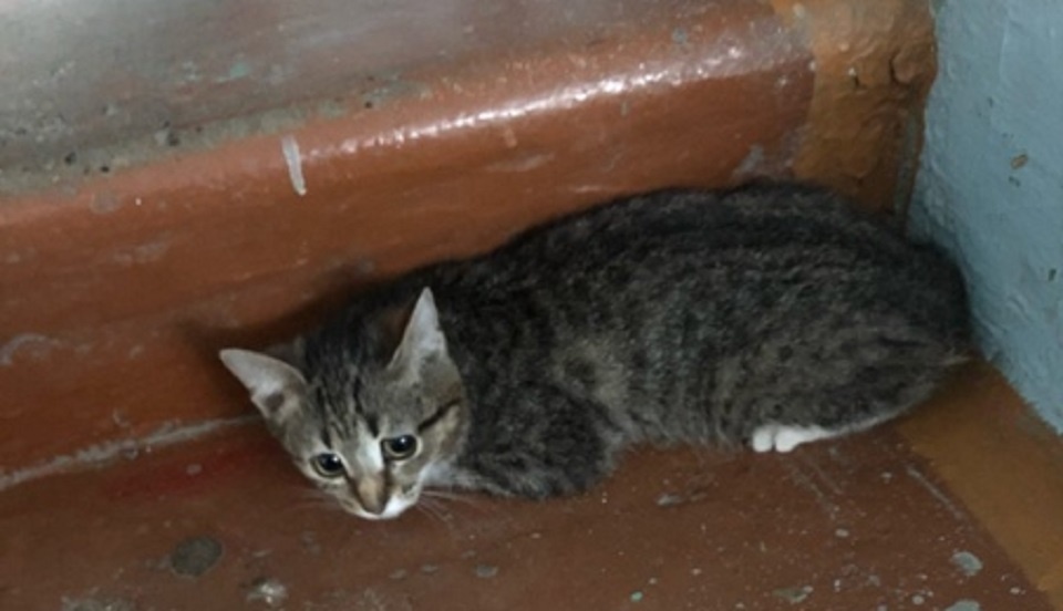 А вот еще один бедолага. Ну как же это можно допускать?!!!