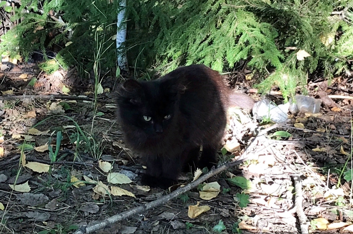 Маленькая Писклюша, которую с улицы забрала Марина, оказалась котиком
