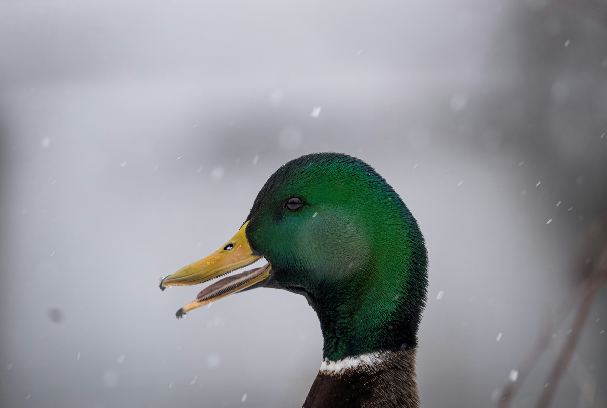 Картинка с бесплатного фотостока https://unsplash.com, автор Alexandre Daoust