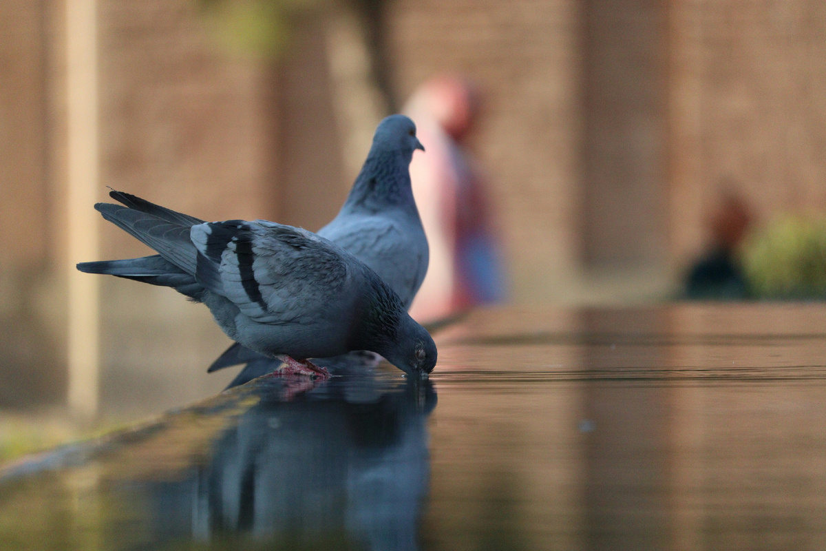 Картинка с бесплатного фотостока https://unsplash.com, автор Mohsin Nisar