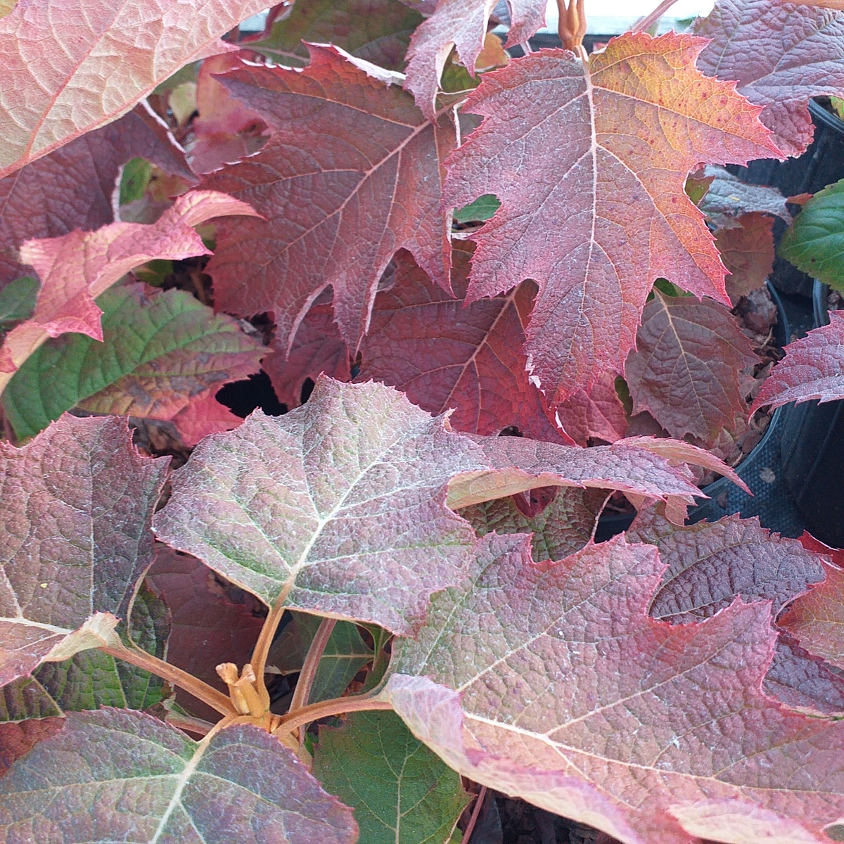 дуболистная гортензия Бургунди, фото автора