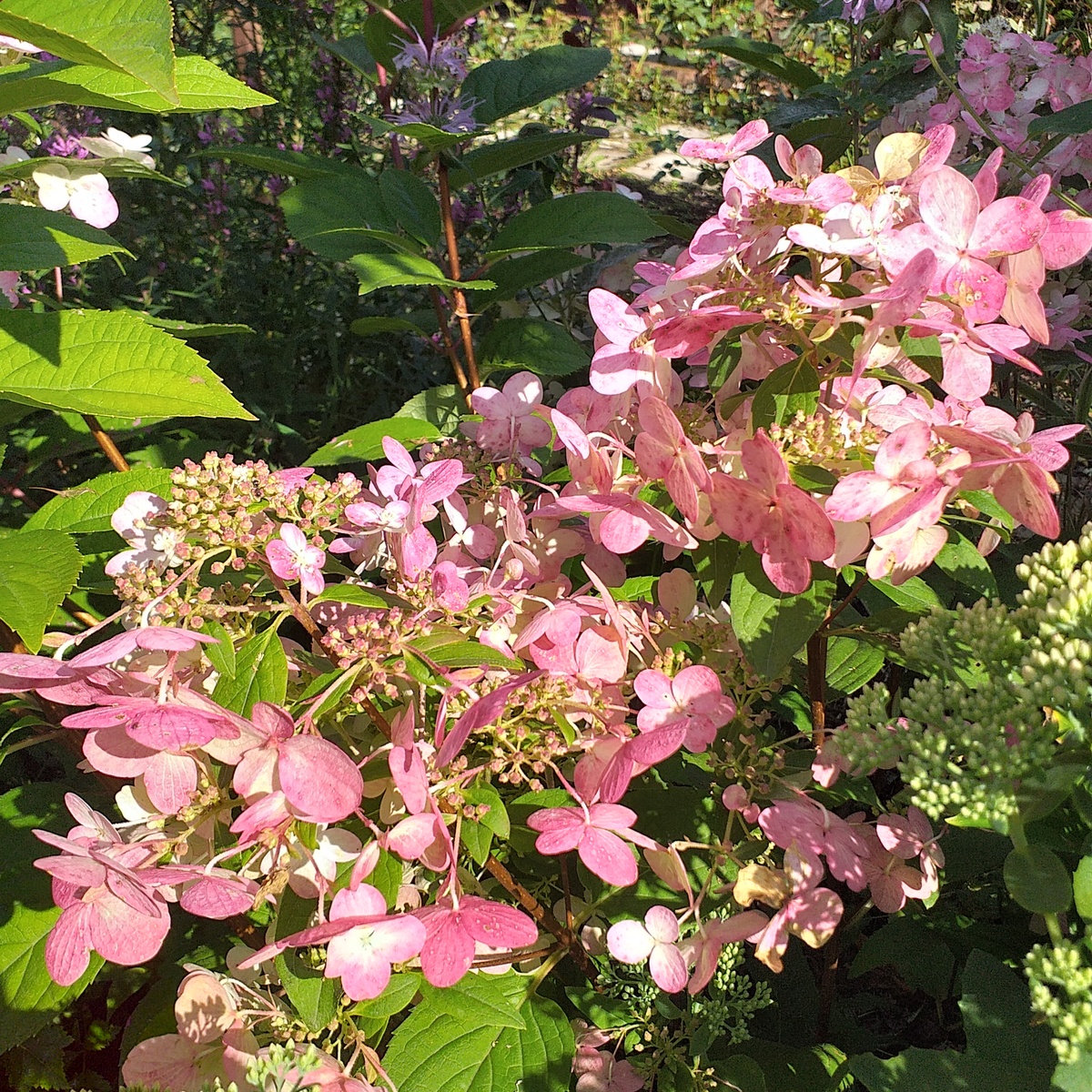 метельчатая гортензия Вимс Ред с мотыльковыми соцветиями, фото автора