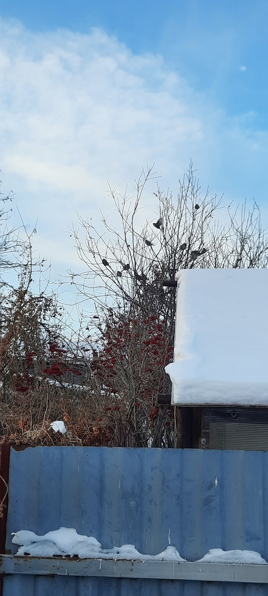 Ждут завтрака