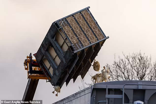 В Великобритании началась отбраковка заражённых птиц, поскольку эксперты пытаются остановить распространение вируса