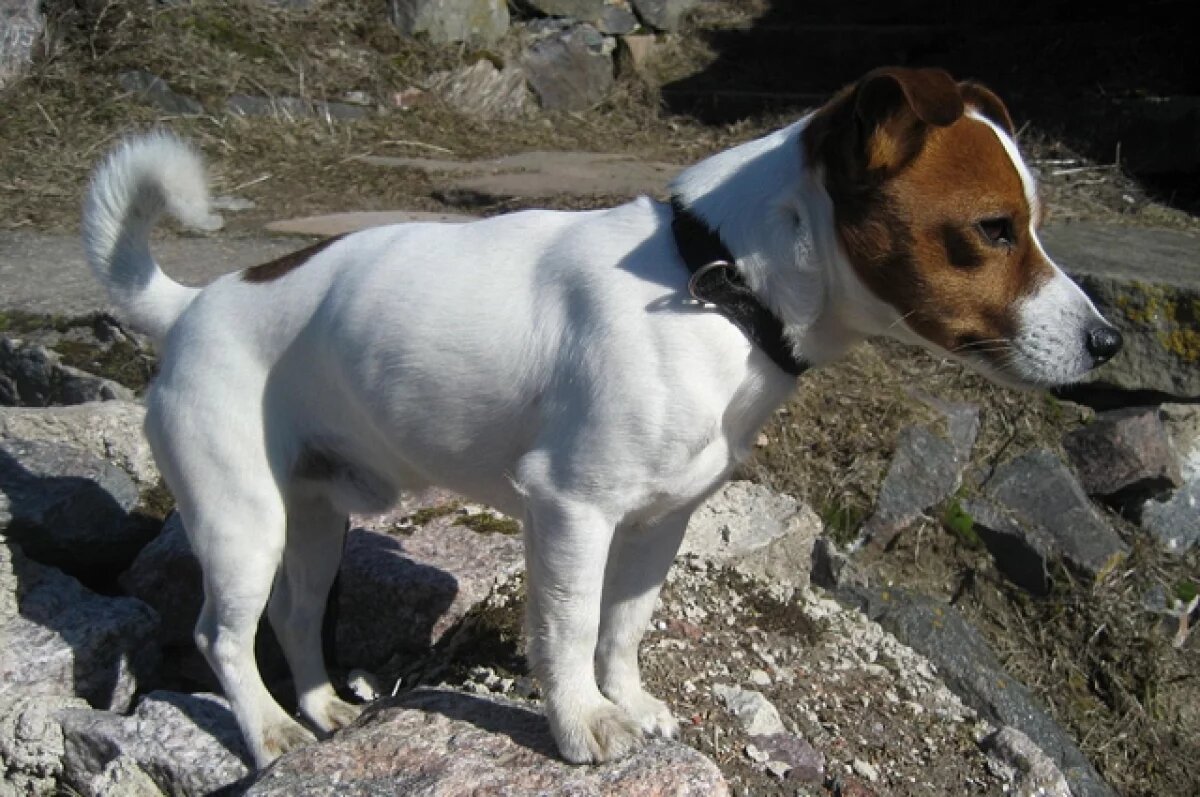    Жители Камчатки потеряли деньги, пытаясь купить элитных щенков