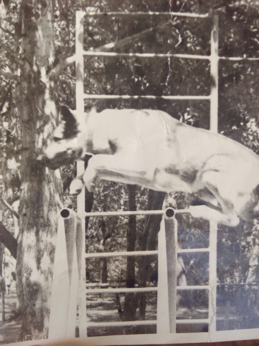 Индус прыгает через брусья.