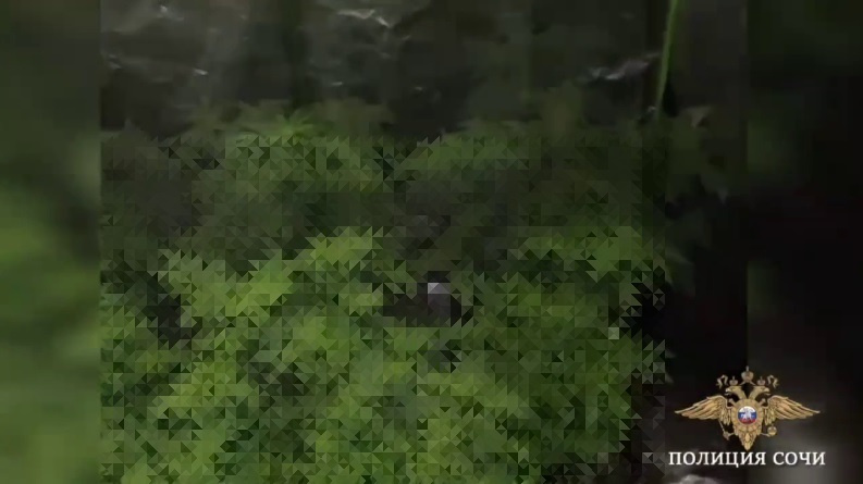 Фото: pr scr Telegram/Полиция Сочи  📷
