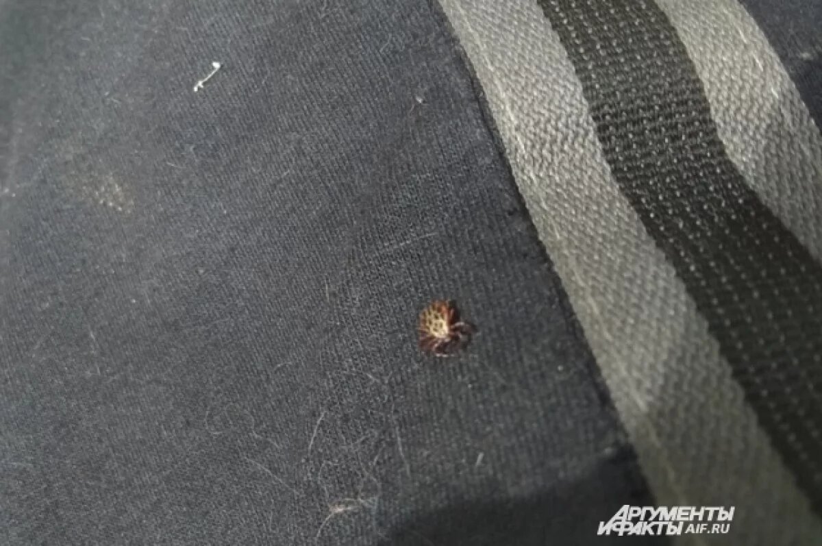    В Ярославской области на фоне аномального тепла проснулись клещи