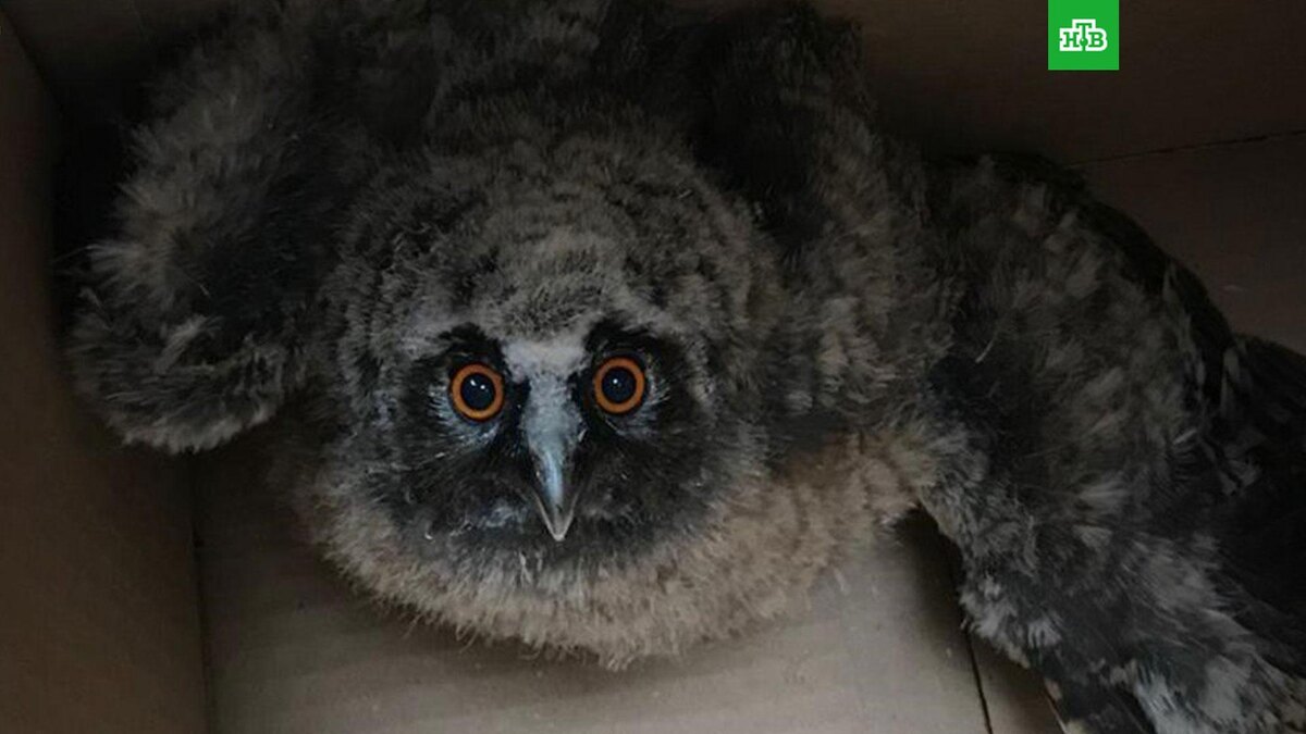    Фото: moscow_nature / t.me