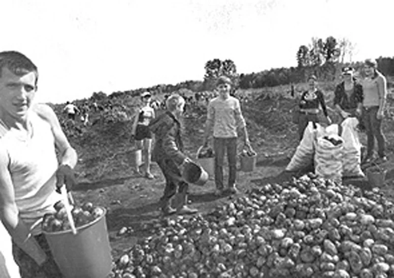 Советское юное поколение на уборке картофеля. Фото из Интернет. 