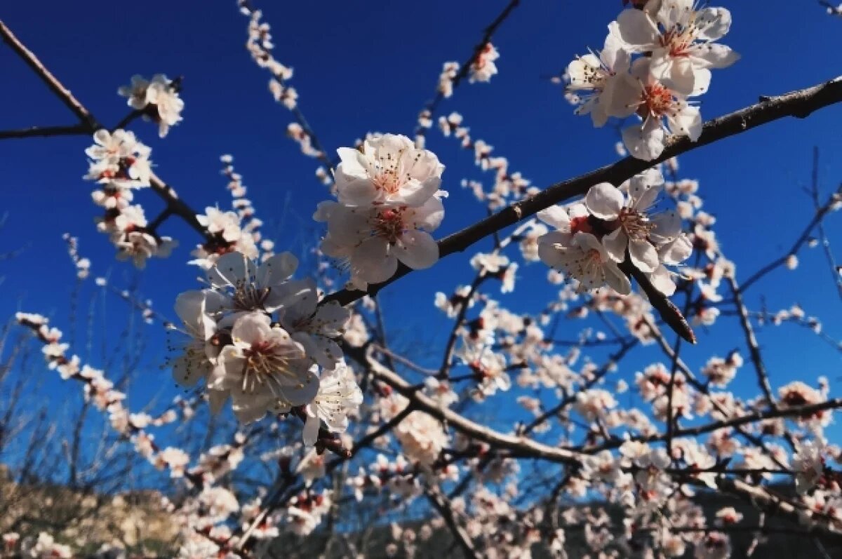    В Крыму температура воздуха превышает климатическую норму