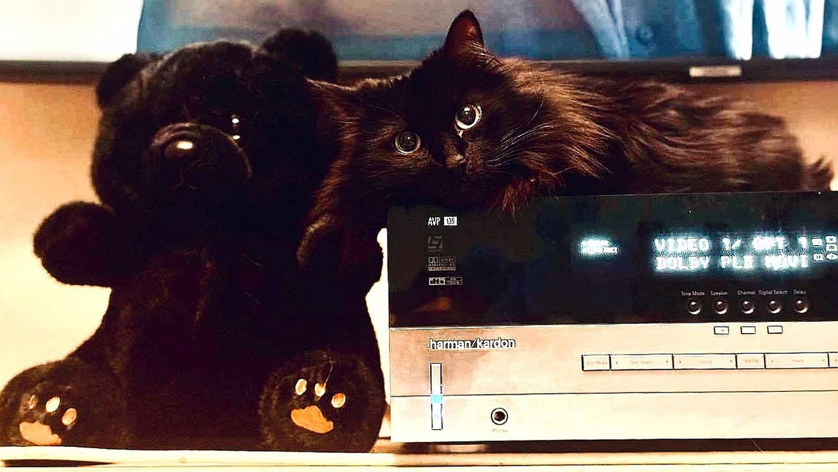 В целом я такая же плюшевая, как Чирик (настоящий сосед кота Лимона) и его близнец Медвежоночек