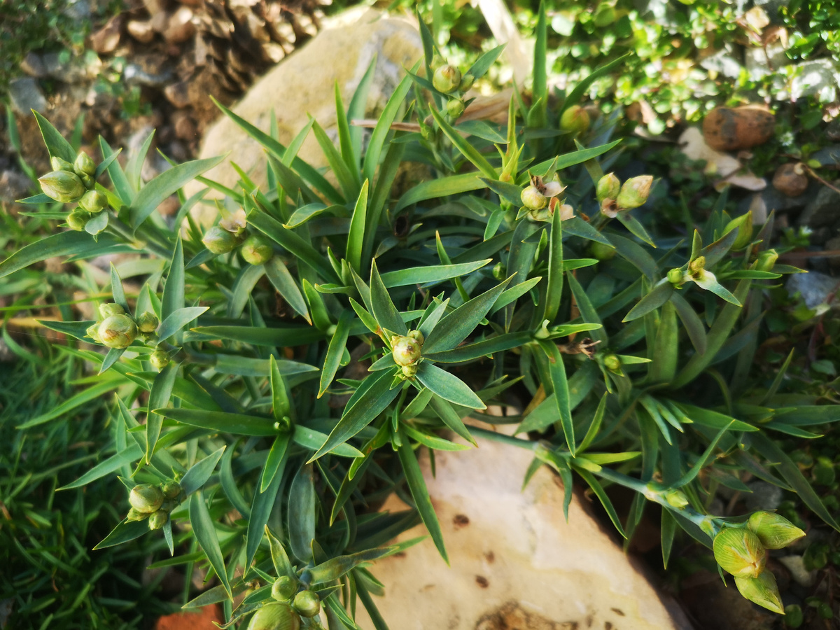 Гвоздика собирается цвести