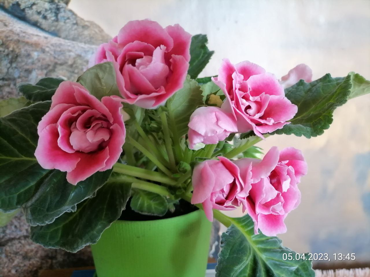 Глоксиния растет розеткой, у нее нет стебля, только цветоносы, фото автора