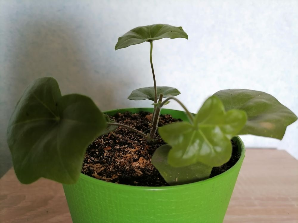 Плющелистная пеларгония из семян после прищипки, фото автора