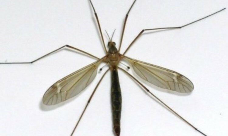 Источник: moslife.net