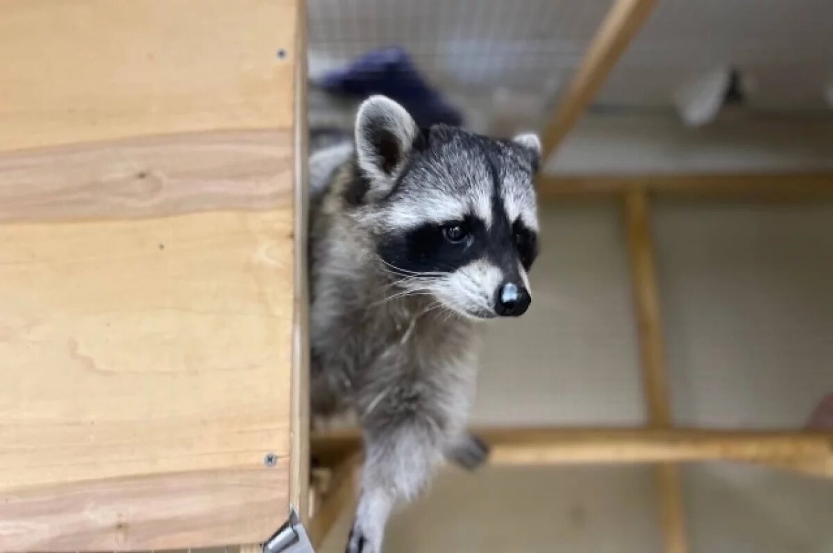    Просидевшего три дня на дереве енота доставили в питомник в Анапе