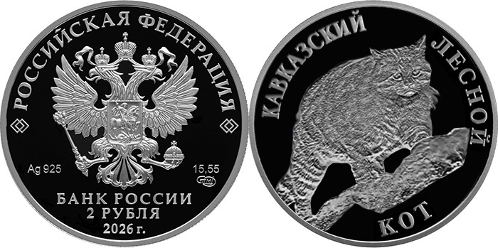 Кавказский лесной кот на предполагаемом выпуске 2026 года