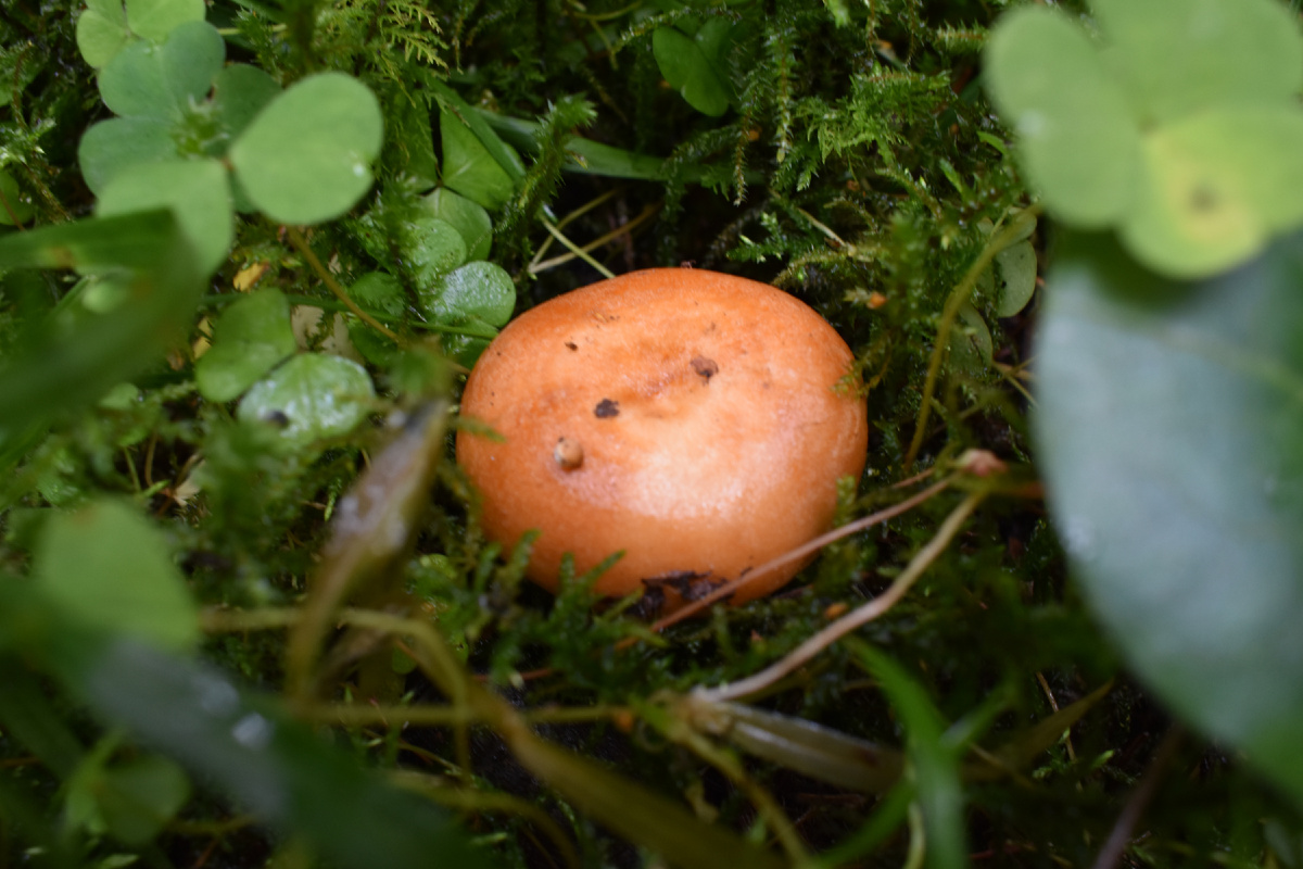 Фото Доктора Д. Млечник зональновидный