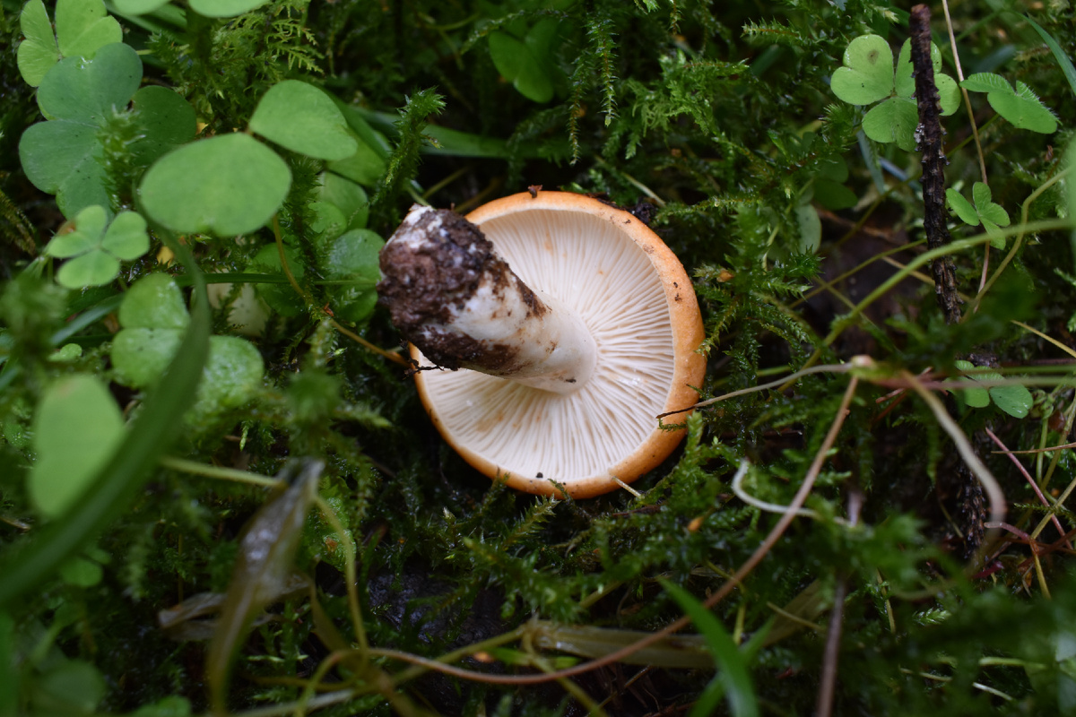 Фото Доктора Д. Млечник зональновидный