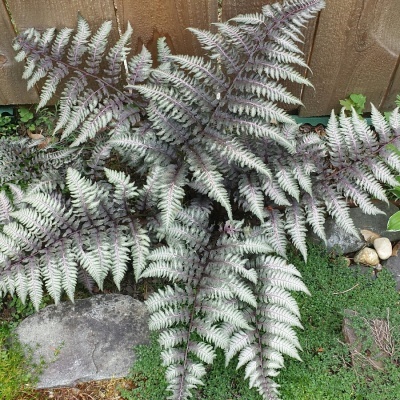 Папоротник Metallicum Piktum