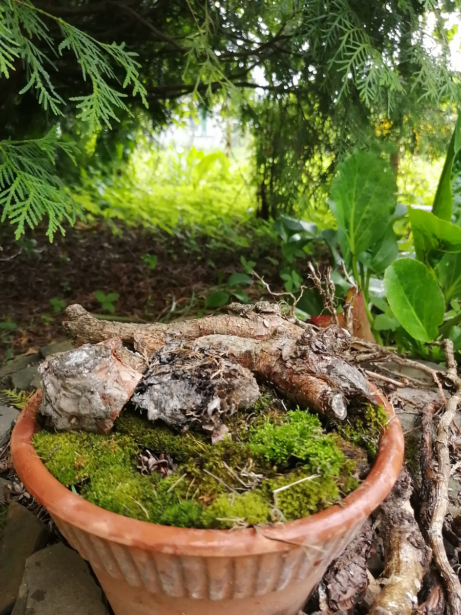 Обычный старый горшок, мох, мини-коряга. Микро мир!