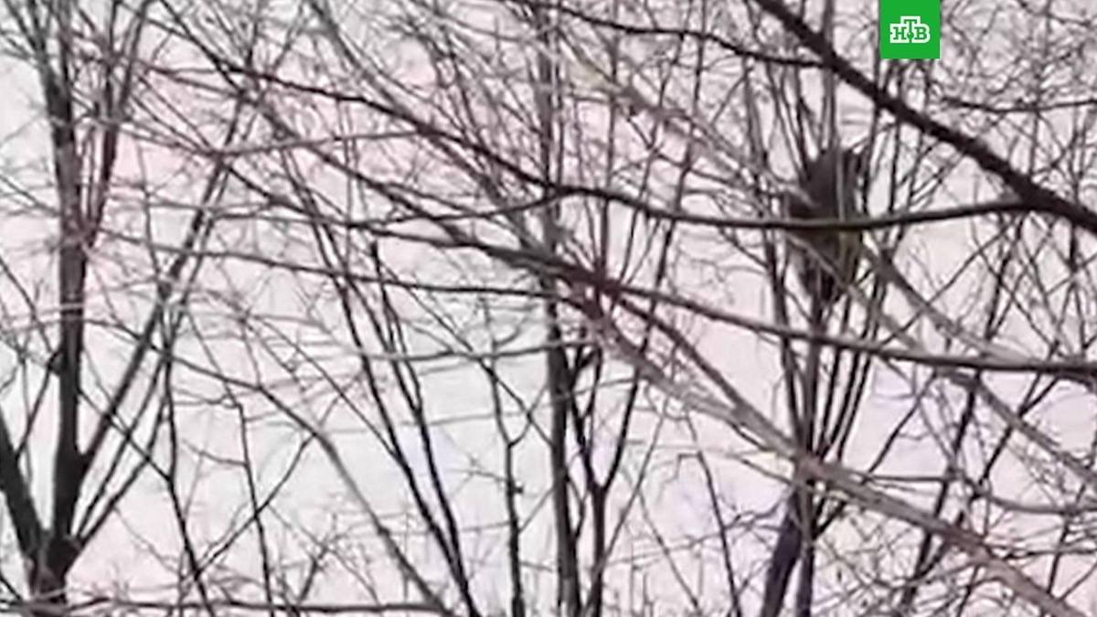    В Краснодаре енот несколько дней не может слезть с дерева