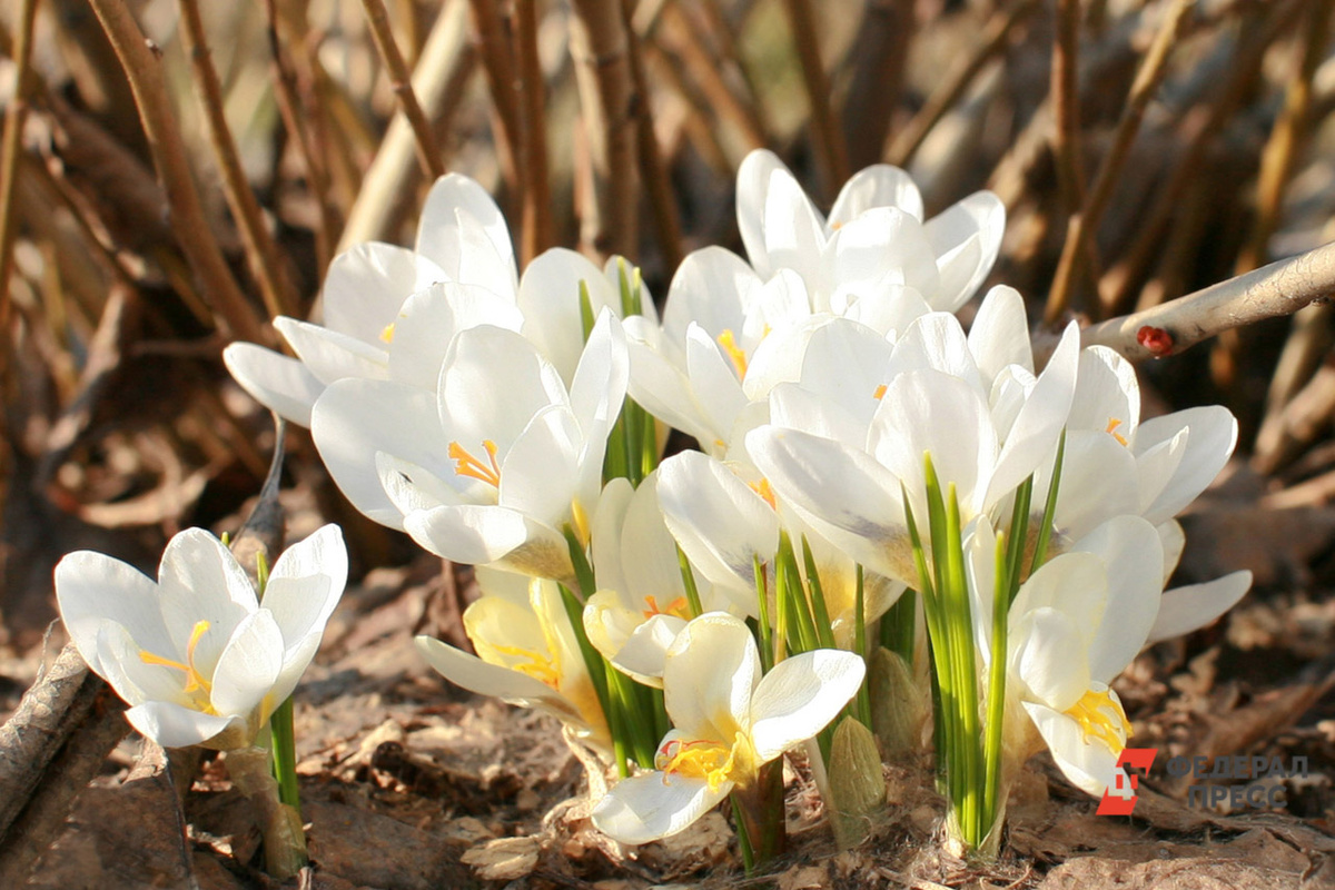 В Новгородской области подснежники были замечены в Окуловском районе.  Фото: Фото: ФедералПресс / Елена Сычева