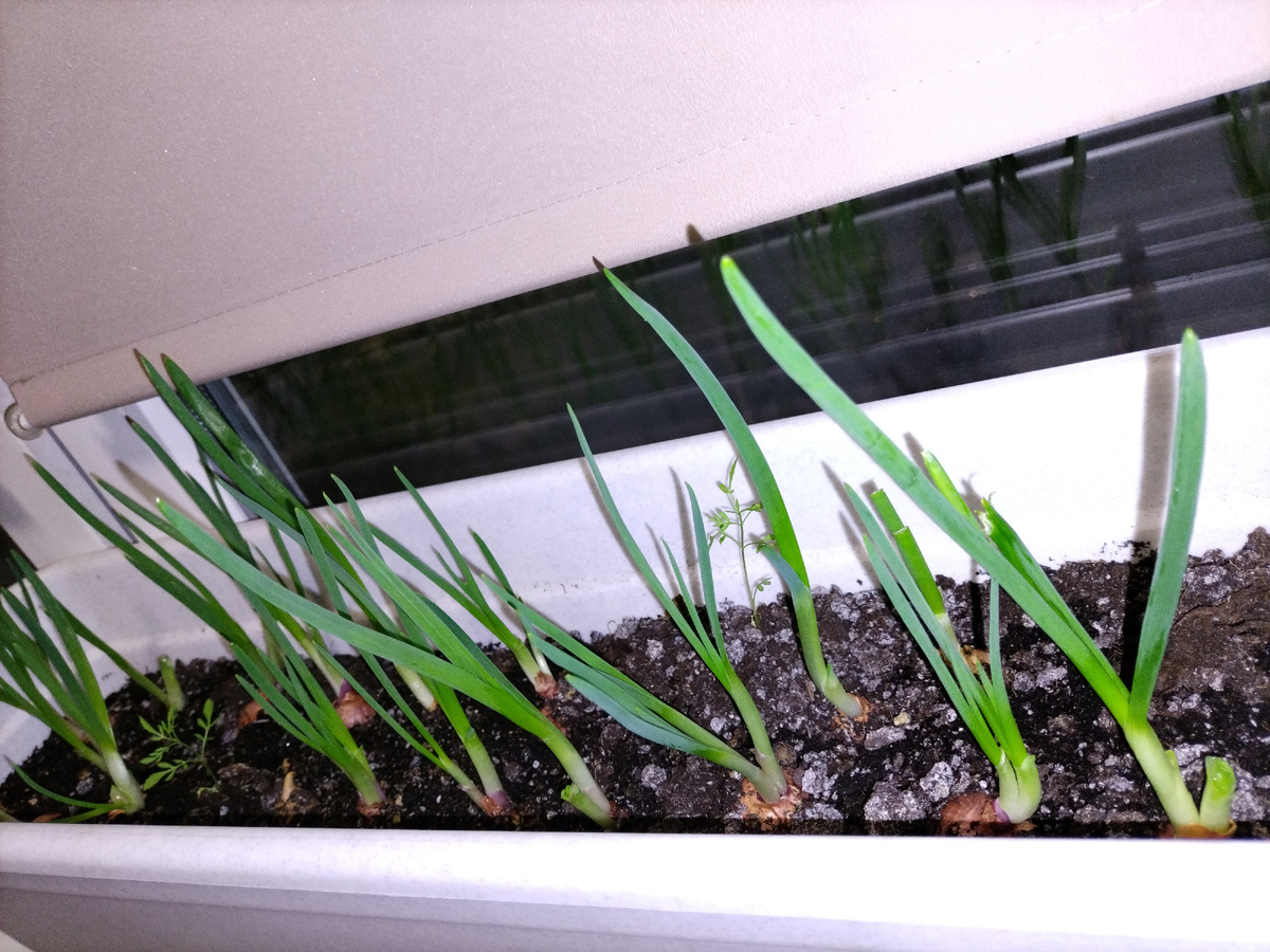 Лучок подрос за выходные 😉 Теперь есть свежая зелень😋